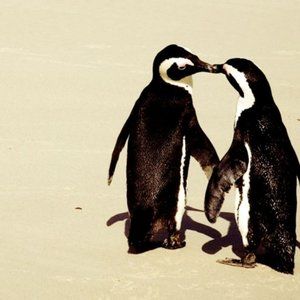 Meet your Posher, Adelaide